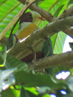 Yellow-breasted Fruit Dove
