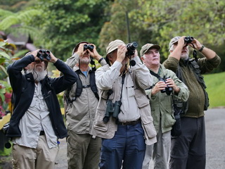 birding group watching Whitehead's Spiderhunter