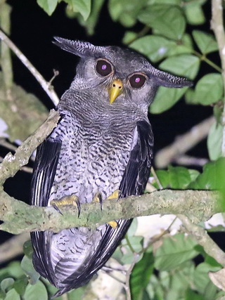 Barred Eagle-Owl at Kinabatangan