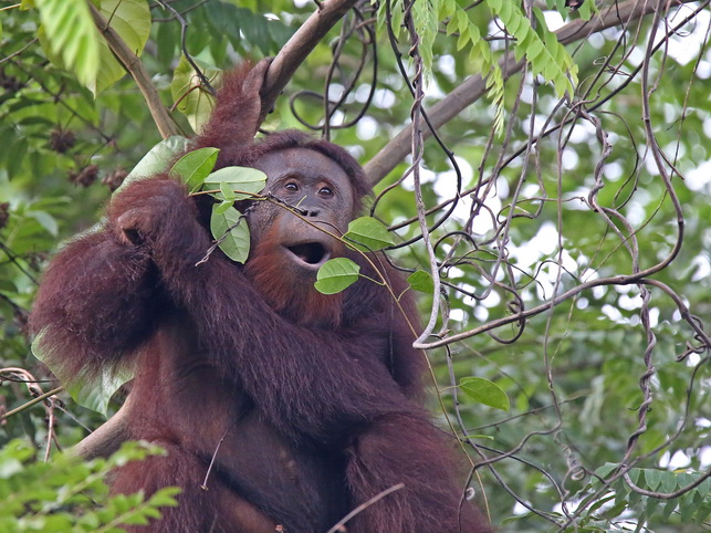 Orangutan in Sabah Rainforest