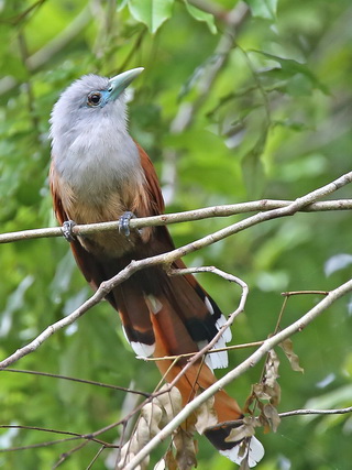 Malkoha in the Borneo Rainforest