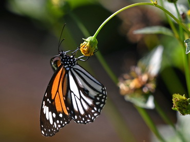 Black-veined Tiger butterfly