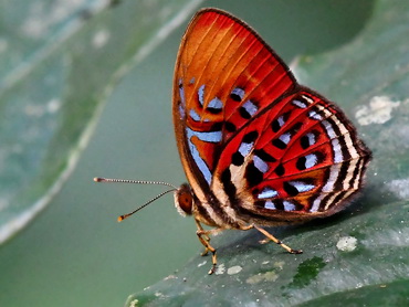 Common Red Harlequin butterfly