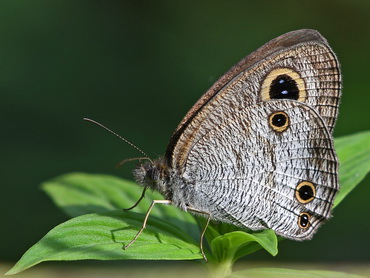 Butterfly; Common Three-Ring