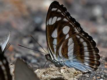 Short-banded Sailor butterfly