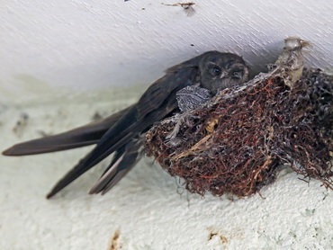Swiftlet nest with young