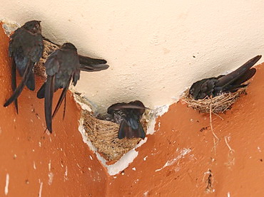 Glossy Swiftlet Borneo fiber nest