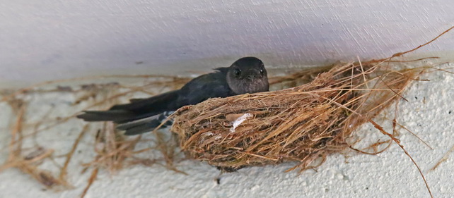 Fiber-nest Glossy Swiftlet
