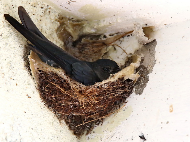 Mossy-nest Glossy Swiftlet
