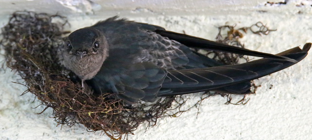 Glossy Swiftlet nest building