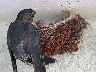 Swiftlet young on nest