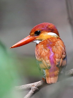 Oriental Dwarf Kingfisher on Bali