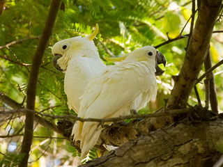 Yellow-crested Cockatoo on Komodo