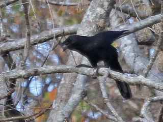 Flores Crow, Kisol