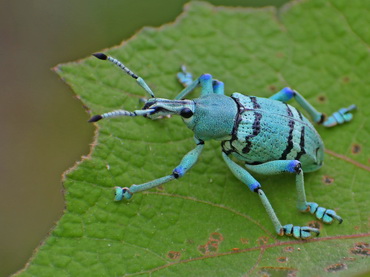 Papuan Beetle