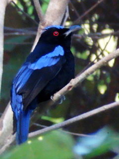 Philippine Fairy Bluebird on Bohol