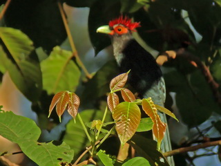 Red-crested Malkoha at Subic Bay
