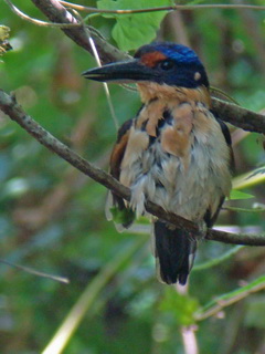 Rufous-lored Kingfisher on Bohol