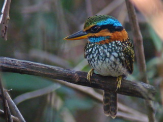 Spotted Wood Kingfisher on Luzon