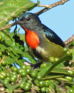 Fire-breasted Flowerpecker Fire-breasted Flowerpecker on Kitanglad