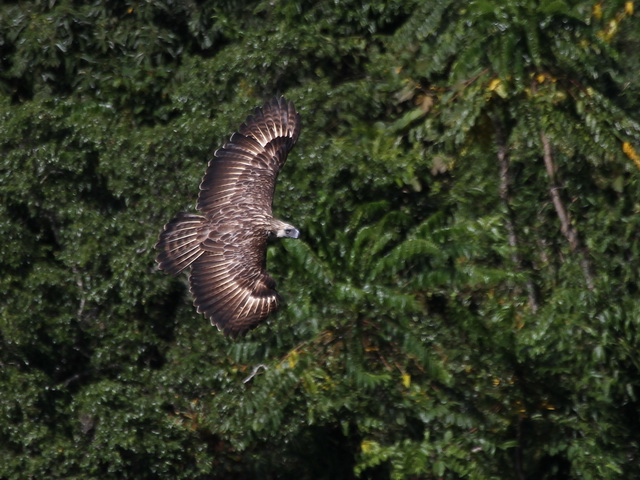 Philippine Eagle in Davao