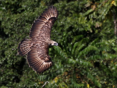Philippine Eagle Davao