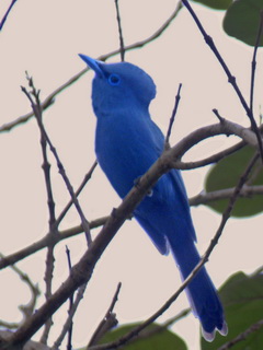 Blue Paradise-Flycatcher on Palawan
