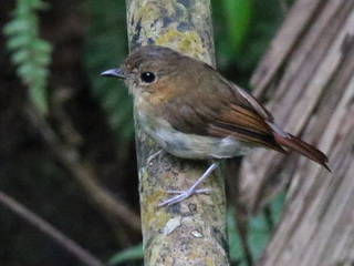 Cryptic Flycatcher at Eden, Davao
