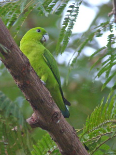 Green Racquet-tail at Subic Bay