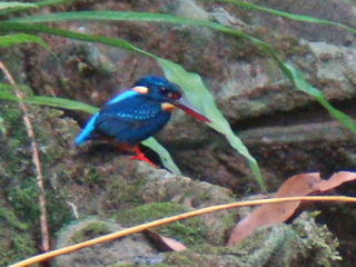 Indigo-banded Kingfisher at Makiling