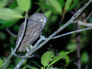 Mantanani Scops Owl on Palawan