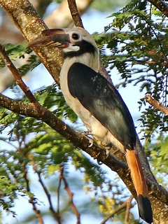 Mindanao Hornbill at Picop