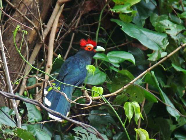 Red-crested Malkoha at Subic