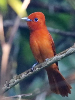 Rufous Paradise Flycatcher in the Philippines