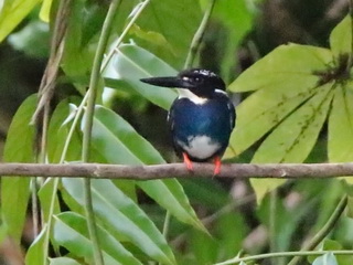 Silvery Kingfisher at Picop