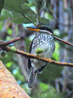 Spotted Wood Kingfisher at Subic