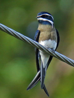 Whiskered Treeswift in Subic
