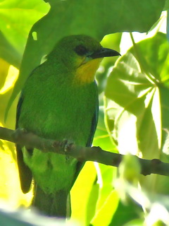 Yellow-throatedLeafbird on Palawan