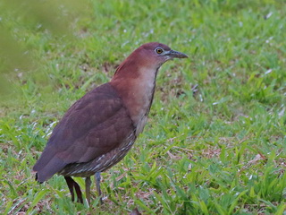 Japanese Night Heron