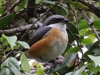 Mountain Shrike on Kitanglad