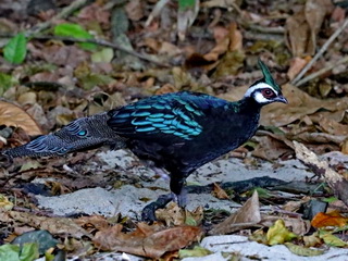 Palawan Peacock Pheasant