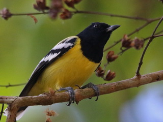 Palawan Tit Palawan Tit