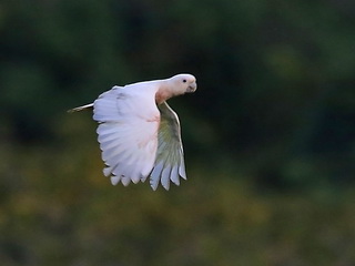 Philippine Cockatoo