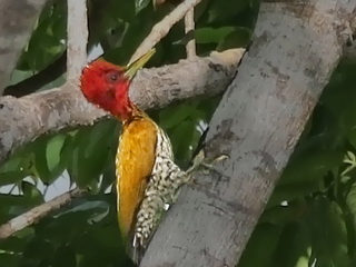 Red-headed Flameback Red-headed Flameback