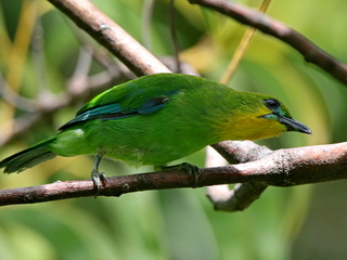 Yellow-throated
Leafbird Yellow-throated Leafbird