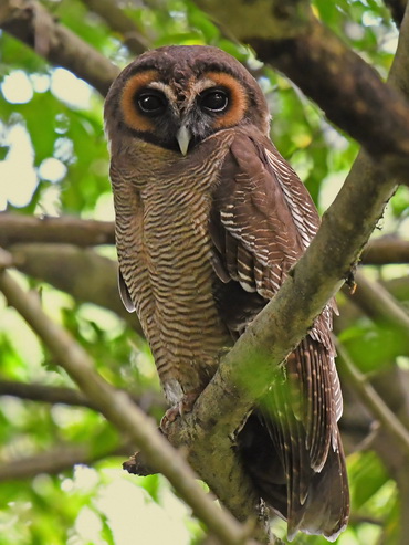 Brown Wood Owl in Sri Lanka