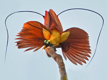 Red Bird of Paradise in West Papua