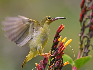 Spectacled Spiderhunter at Borneo Highlands