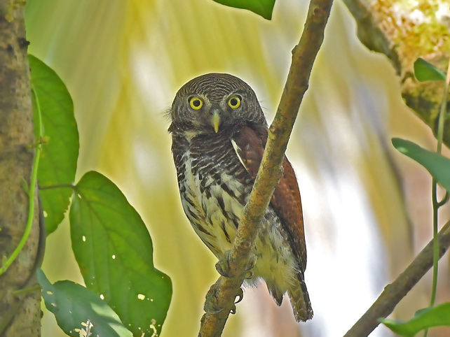 Chestnut-backed Owlet at Kitulgala