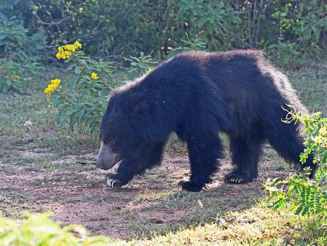 Sloth Bear at Yala NP